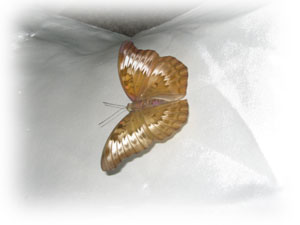 ジョグジャカルタで見つけた蝶